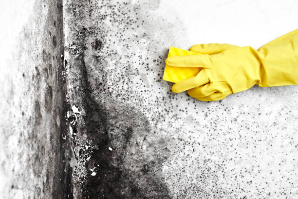 Mold Testing and Removal in Emmitsburg, MD