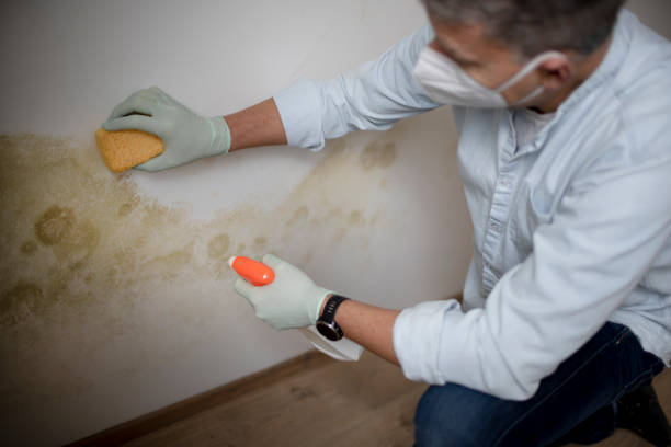 Best Local Mold Removal Service  in Emmitsburg, MD