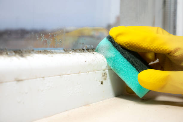 Best Commercial Mold Removal  in Emmitsburg, MD