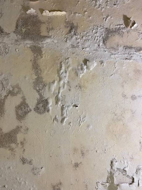 Best Attic Mold Removal  in Emmitsburg, MD